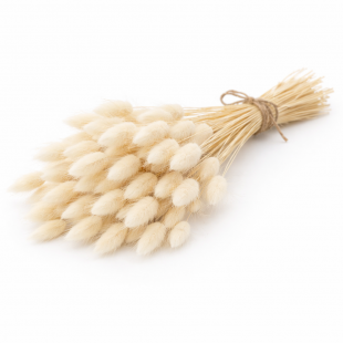 Lagurus natural – flori uscate decorative (Bunny Tails)
